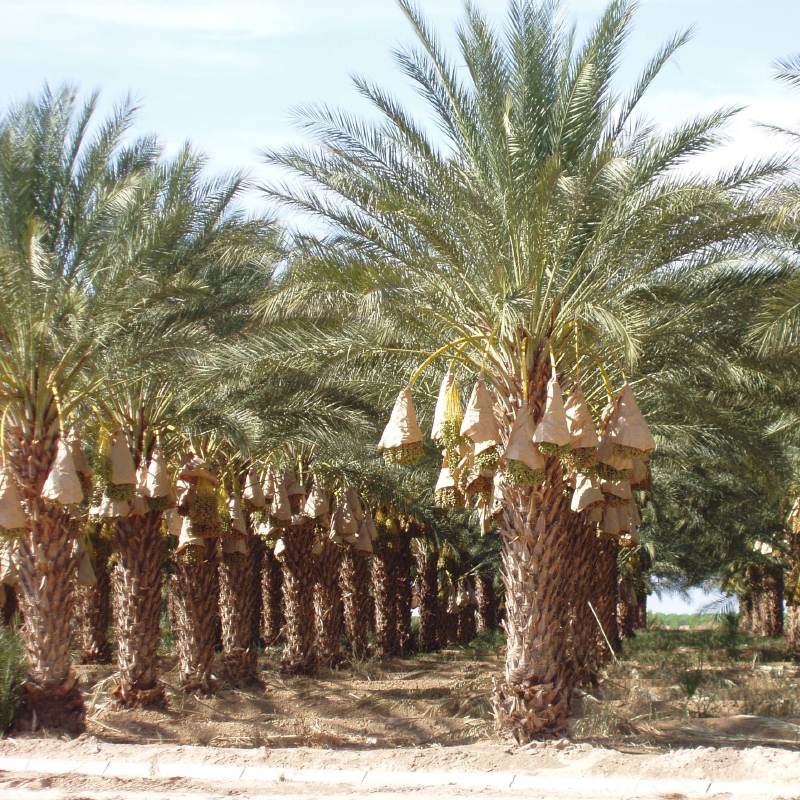 Pygmy date palm for sale in UAE