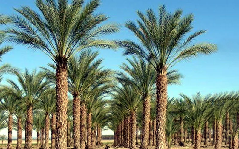 Canary Island date palm for sale in UAE