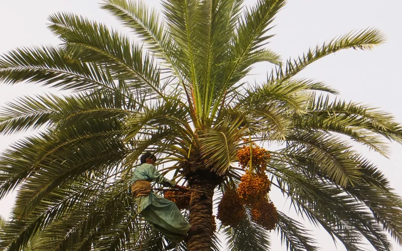 Palm Tree Services in UAE