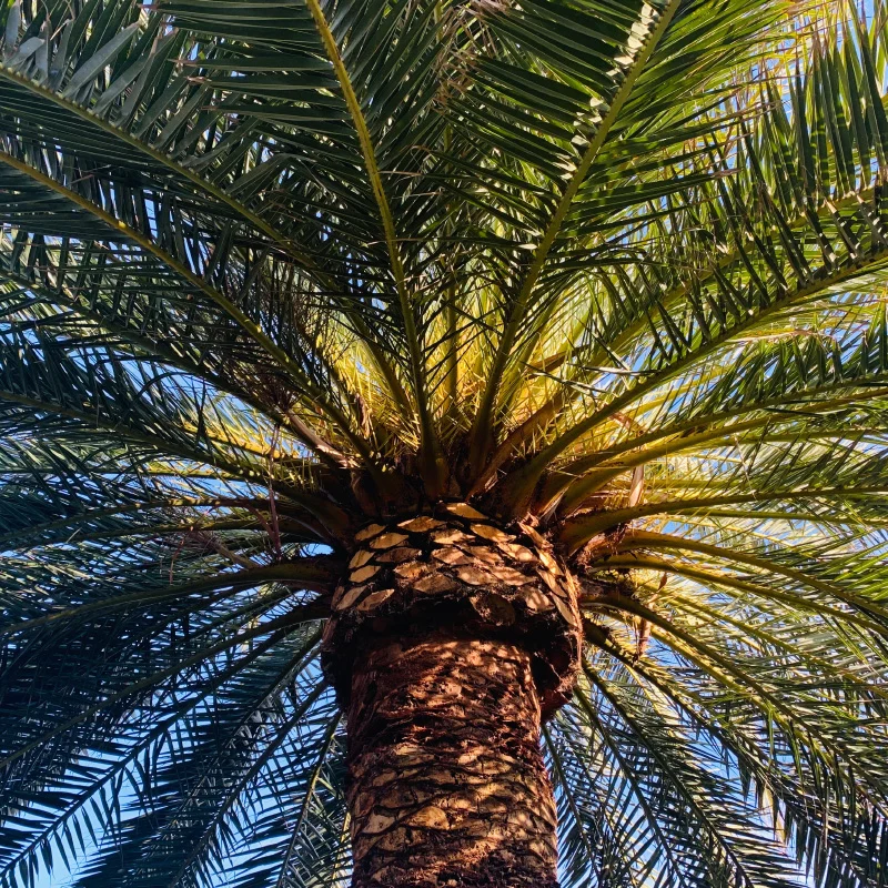 Date Palm Maintenance in UAE by Al Qaswan Landscape