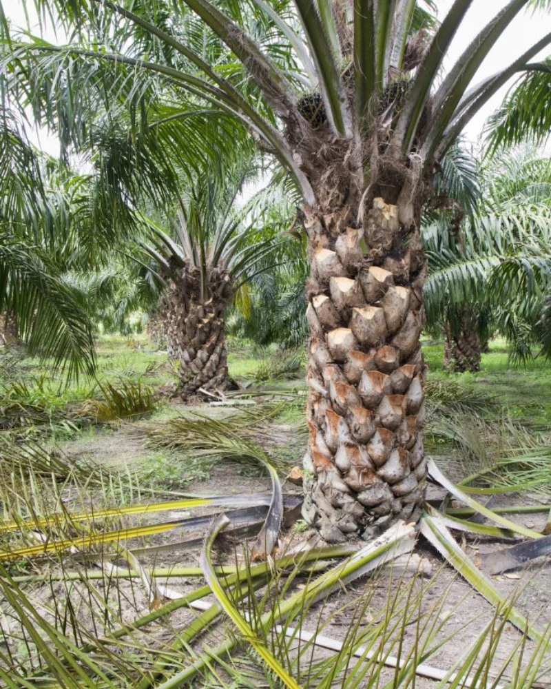 Date Palm Trimming & Pruning in UAE - photo 4