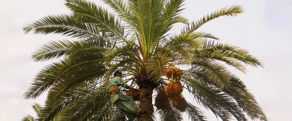 Date Palm Trimming & Pruning in UAE - photo 5