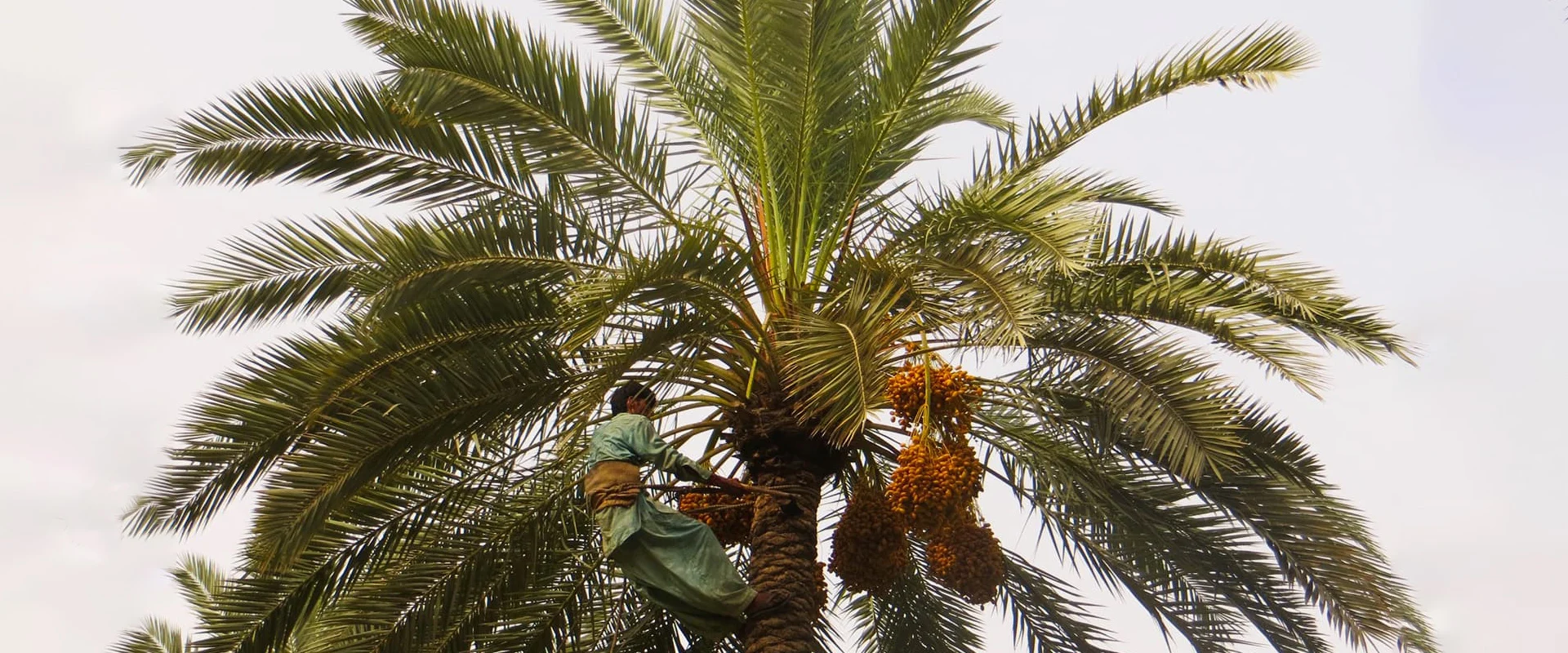 Palm Tree Pest Control in Dubai & UAE by Al Qaswan Landscape
