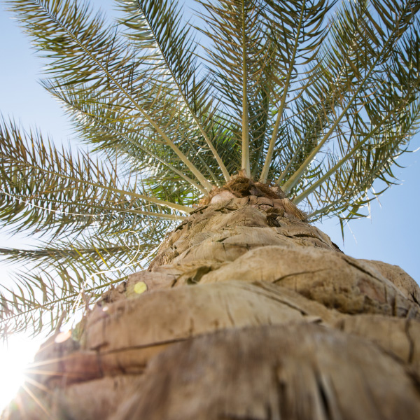 AQ Landscape UAE team garden design and planting