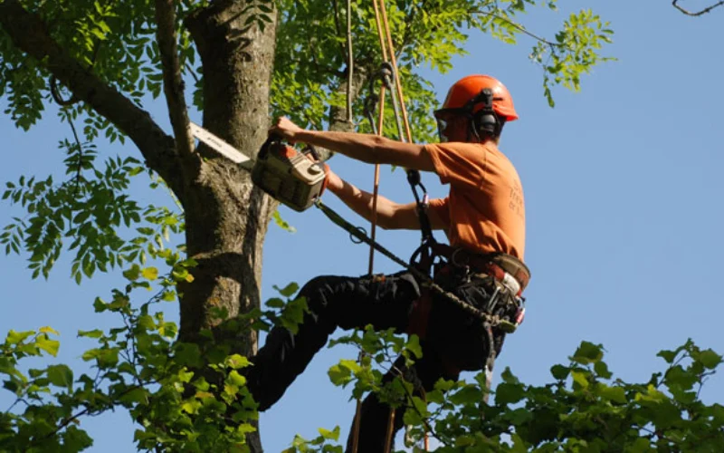 Emergency Tree & Palm Removal in UAE