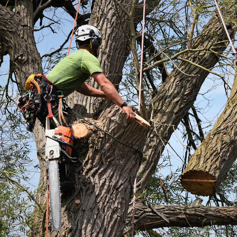 Large tree cutting service Al Qaswan landscape