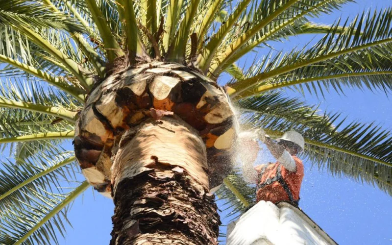 Date Palm Maintenance in UAE - photo 2