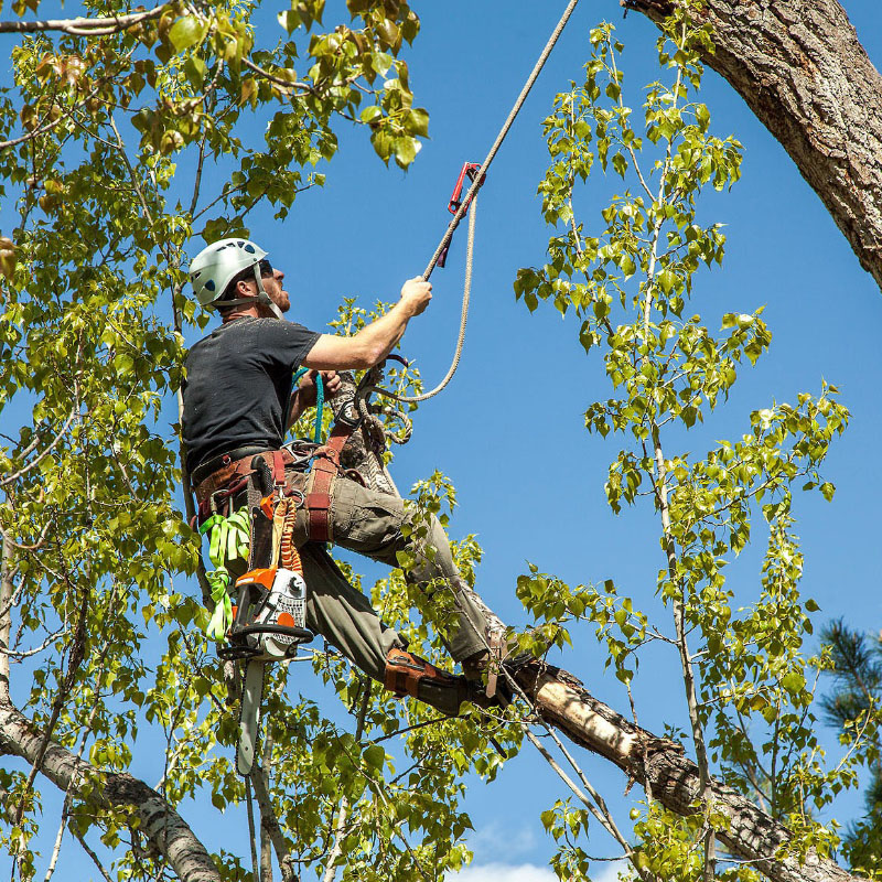 Tree Services in UAE