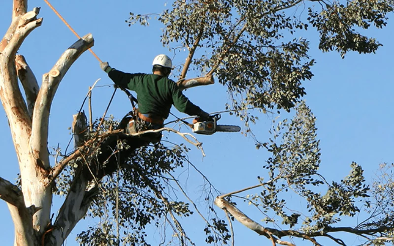 Tree cutting service Al Qaswan landscape