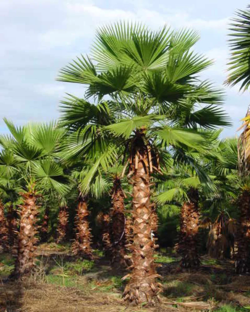 Palm Tree Removal in UAE