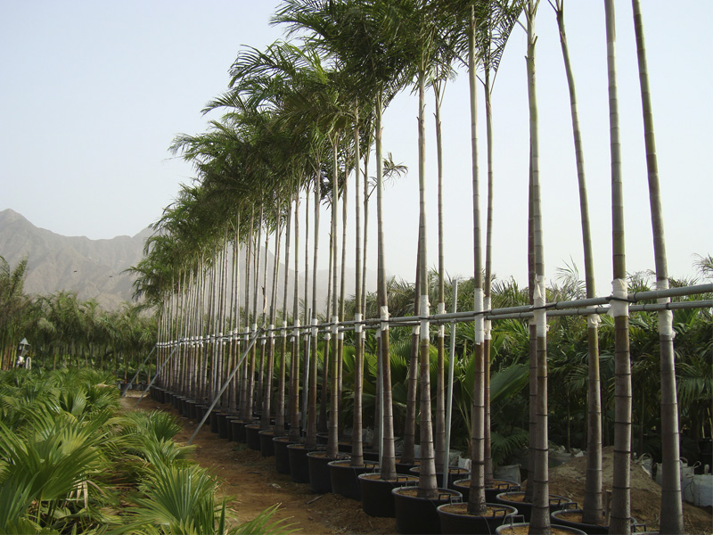 Date palm for sale in UAE