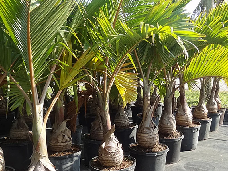 Coconut Palm for sale in UAE