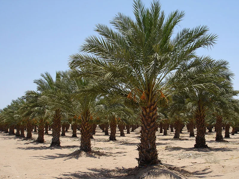 Date palm trees for sale in UAE