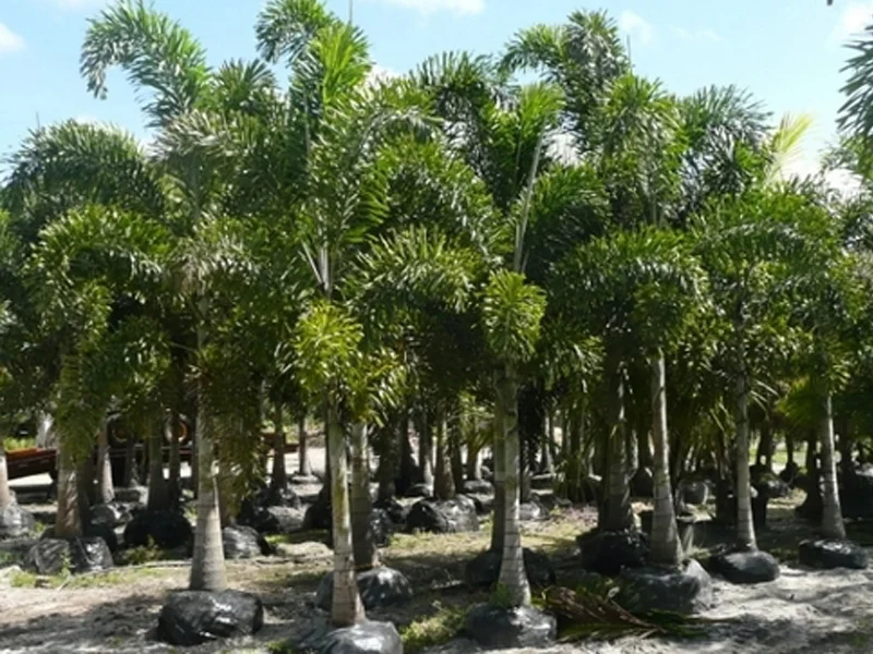 Foxtail Palm for sale in UAE