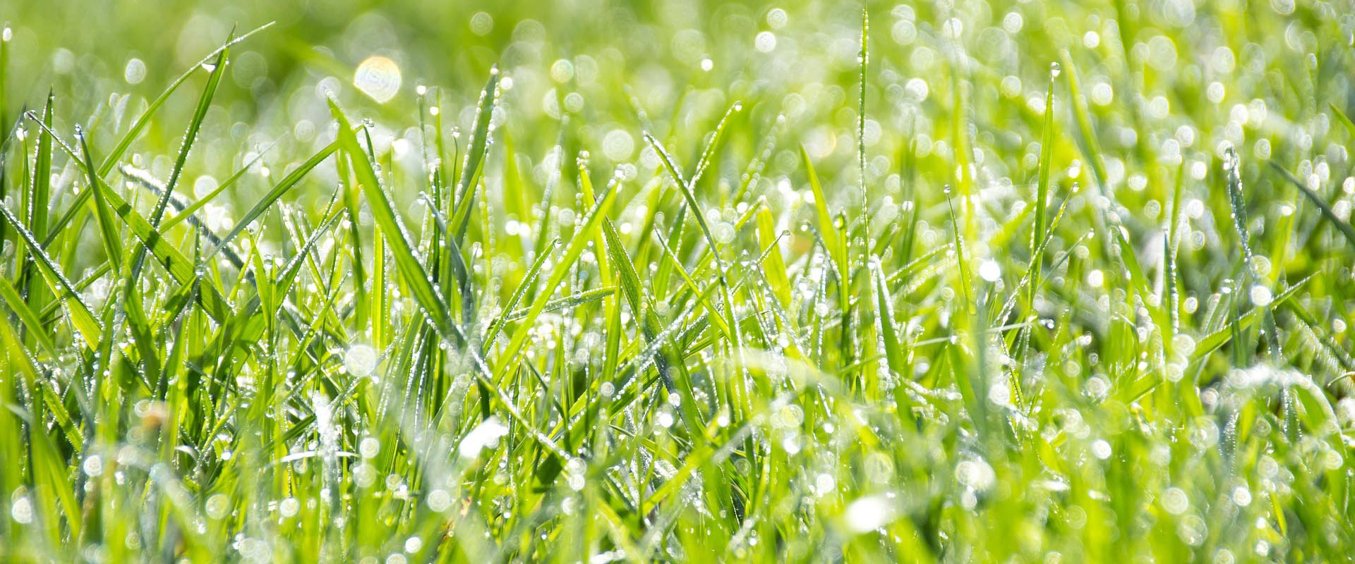 Turf Maintenance in UAE
