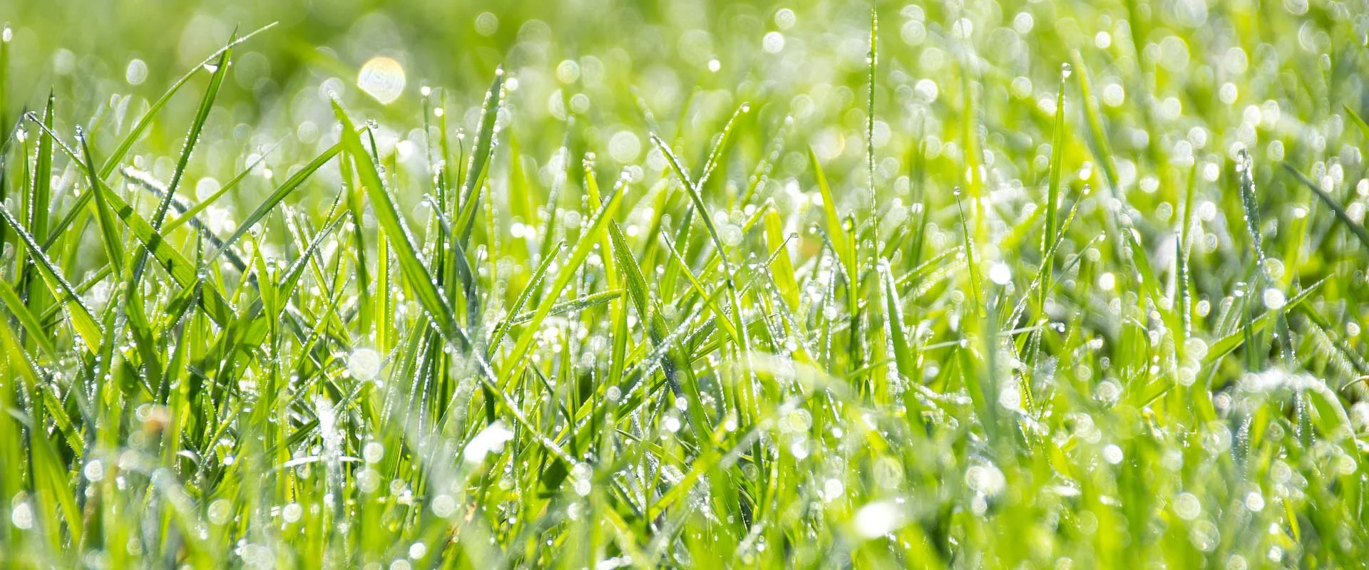 Turf Maintenance in UAE