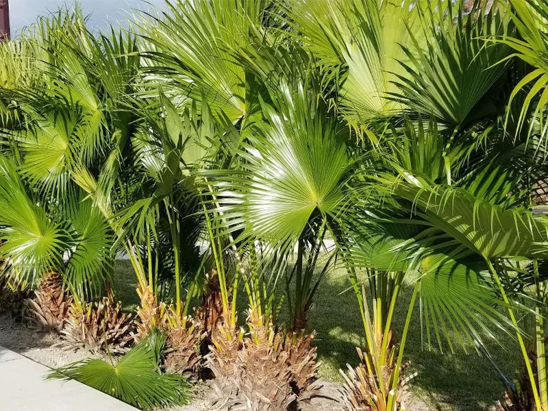 Royal palm for sale and planting in the UAE