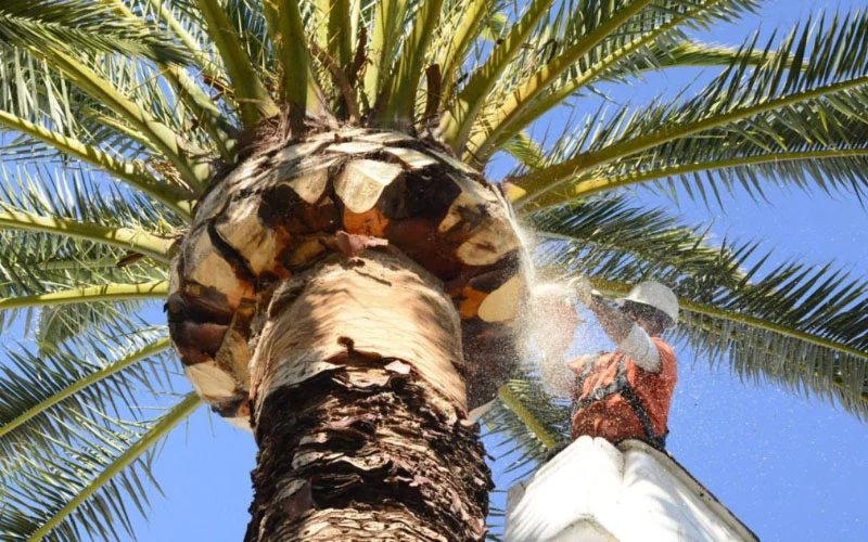 Date Palm Pest & Disease Control in UAE