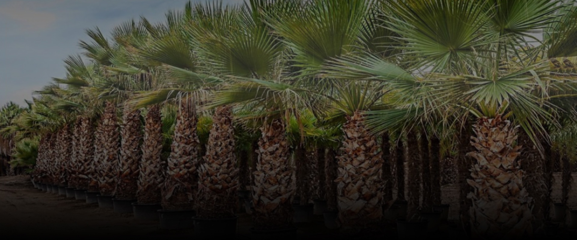 Buy Palm Tree in UAE