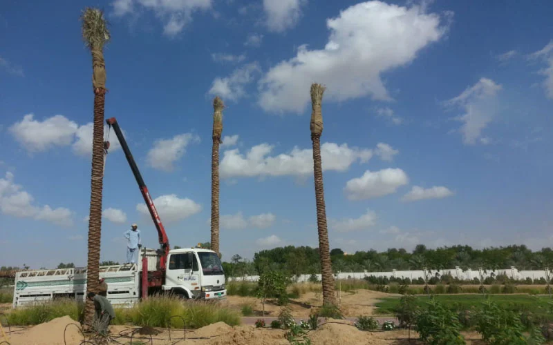 Date Palm Planting & Installation in UAE - photo 1