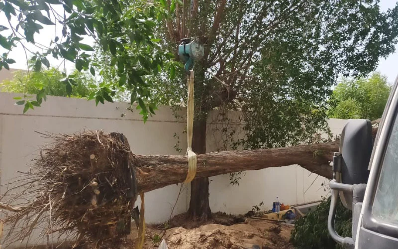Tree removal safetly