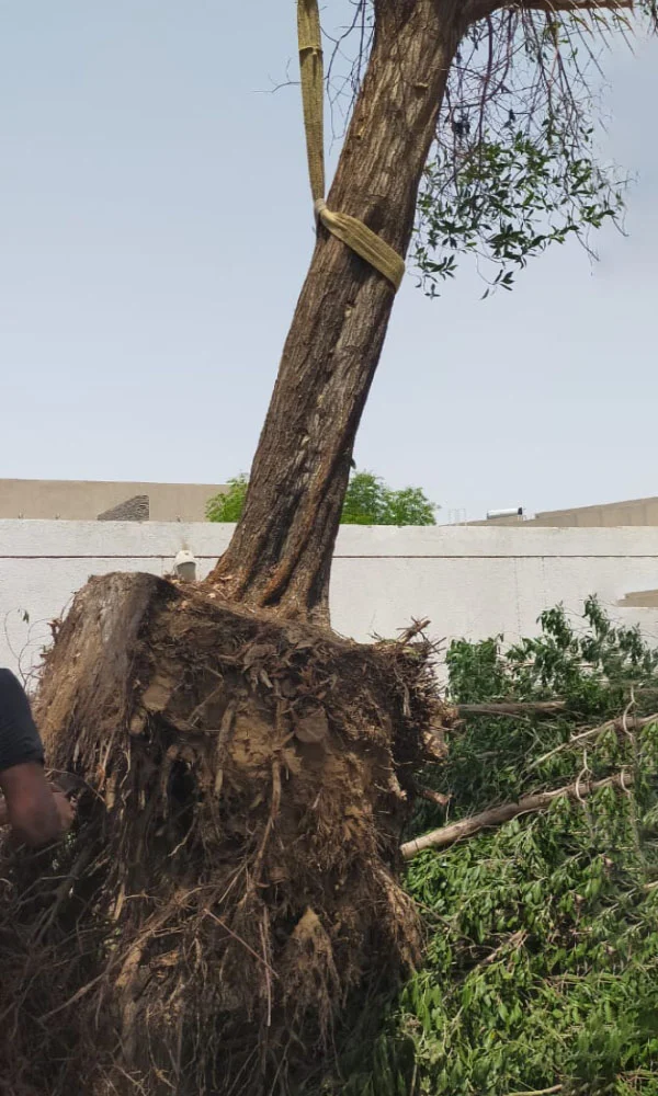 Palm Tree Removal in Dubai & the UAE by Al Qaswan Landscape
