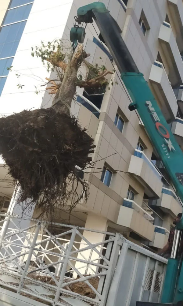Tree removal safetly