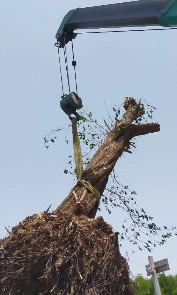 Tree removal safetly