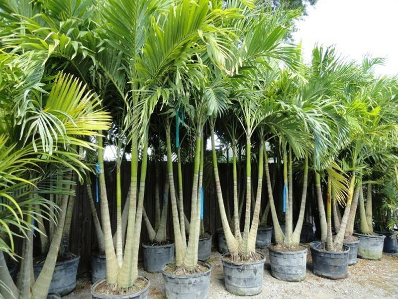 Canary Island date palm for sale in UAE