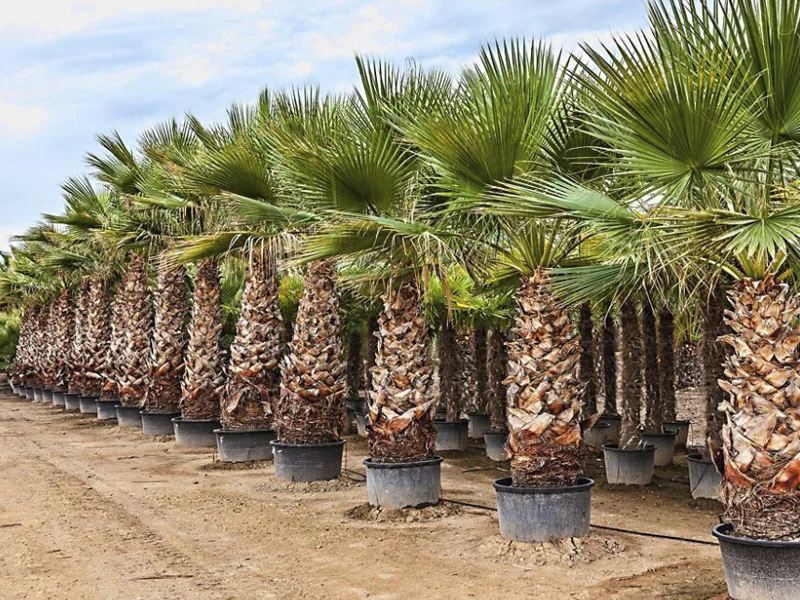 Washingtonia palm for sale and planting in the UAE