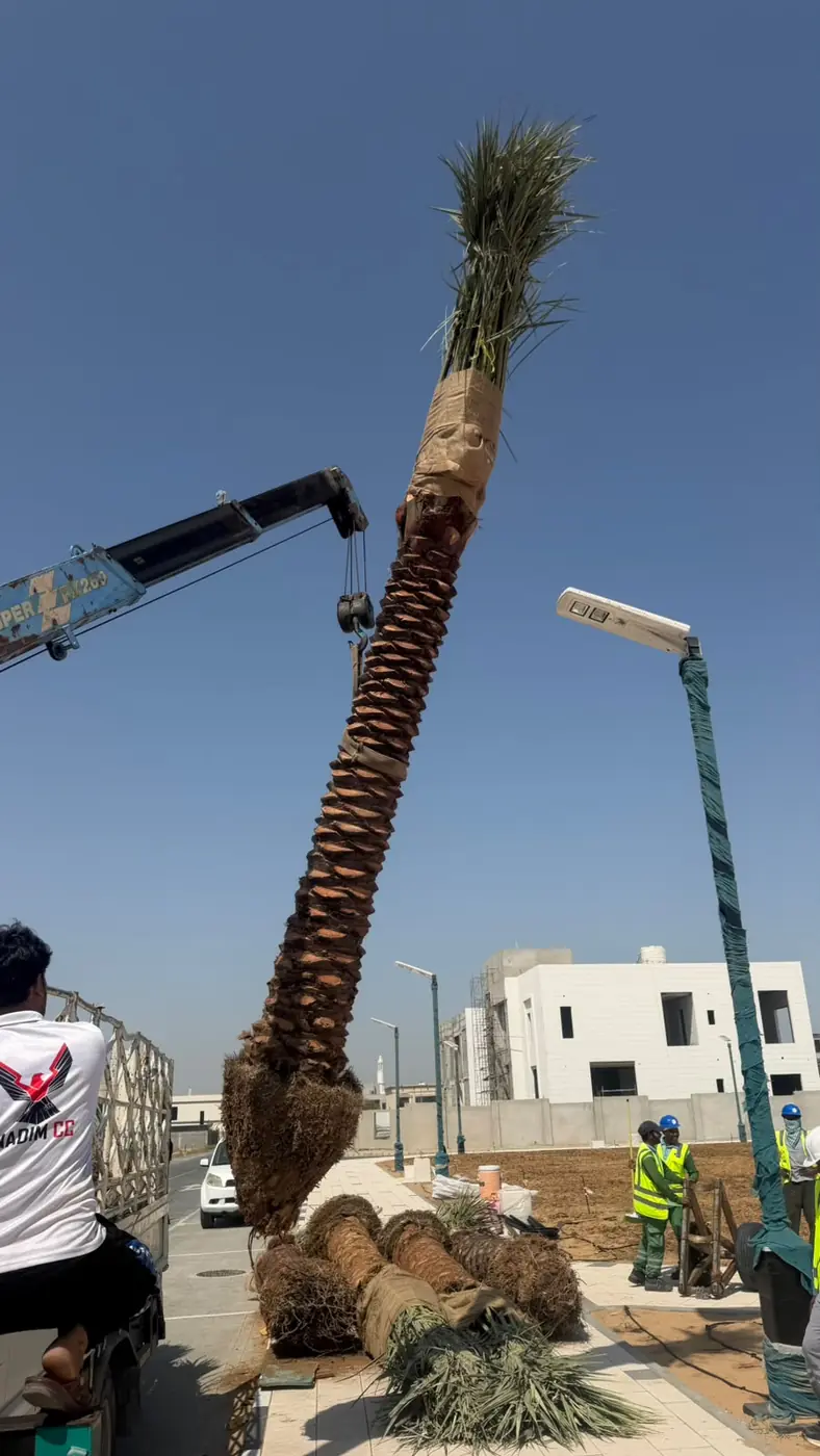 Community park turf - landscaping project UAE