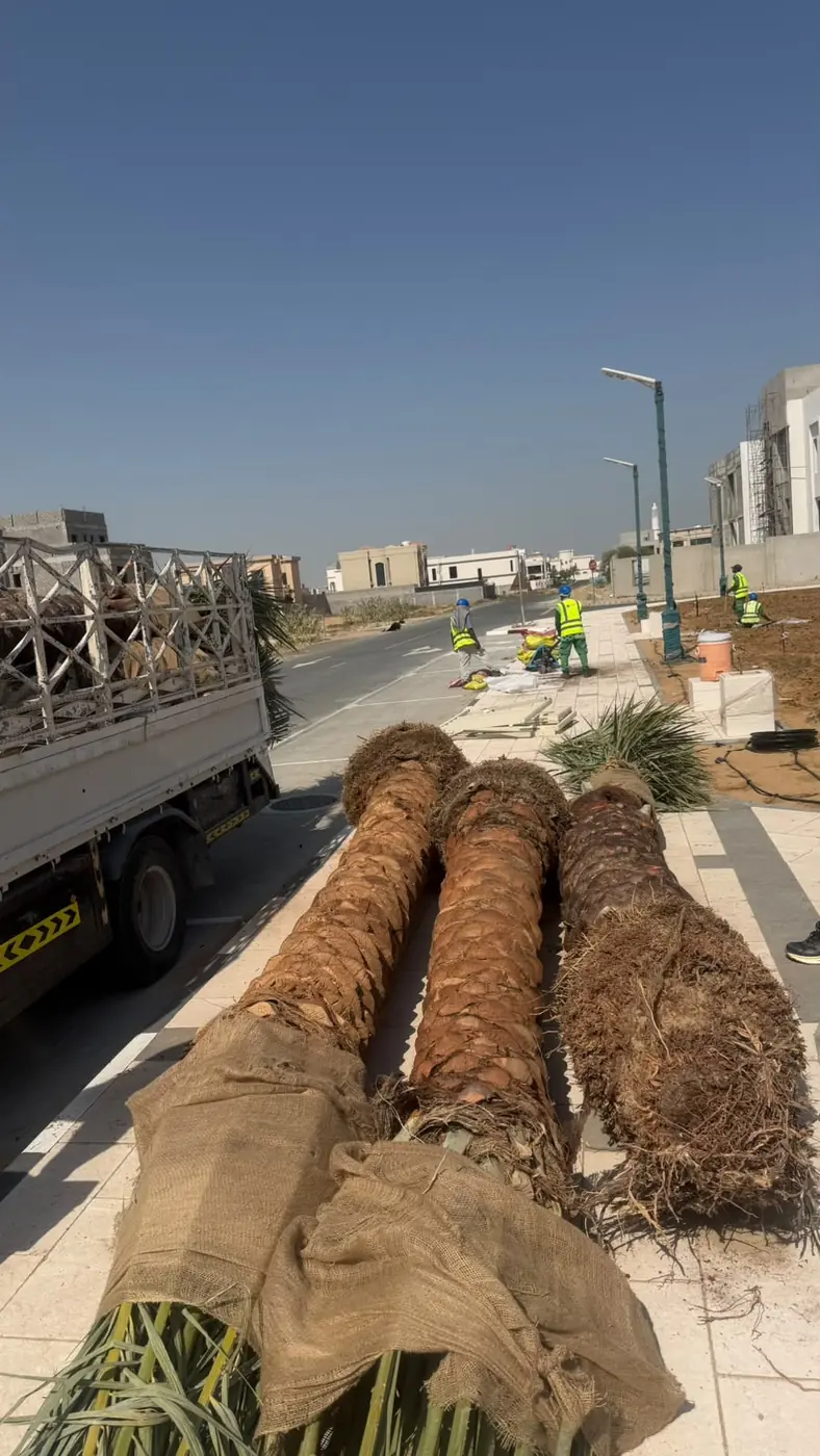 Palm avenue planting - landscaping project UAE