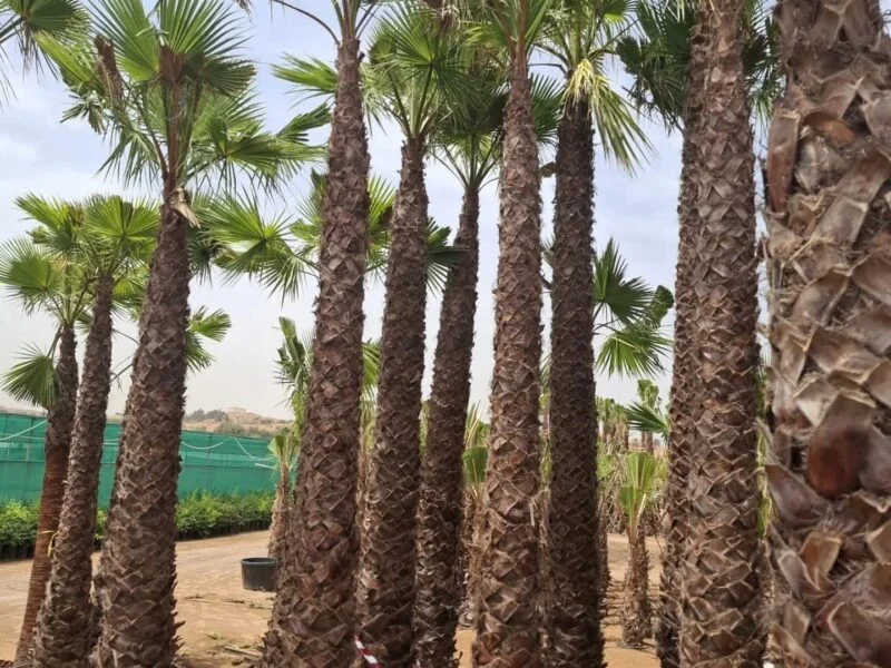 Washingtonia Spanish washingtonia palm