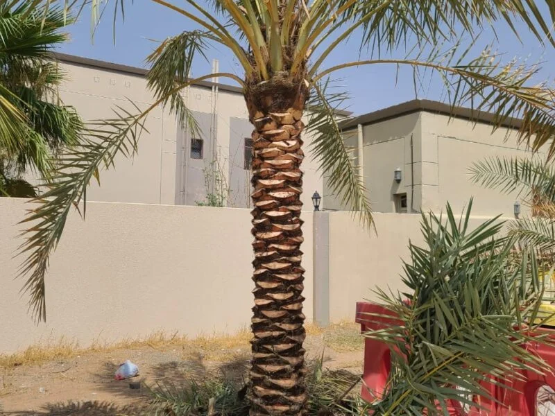 Palm Tree Maintenance by Al Qaswan Landscape