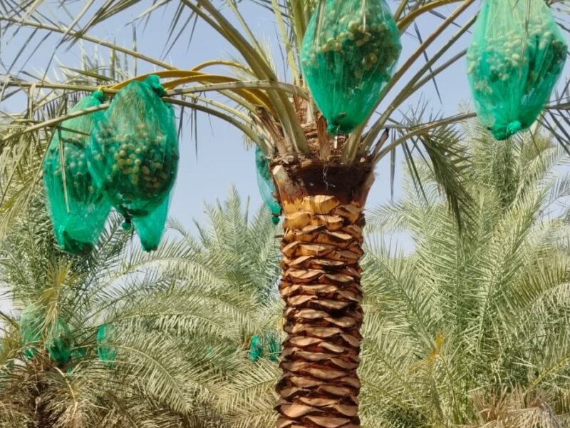 Palm Tree Pest & Insect Control UAE