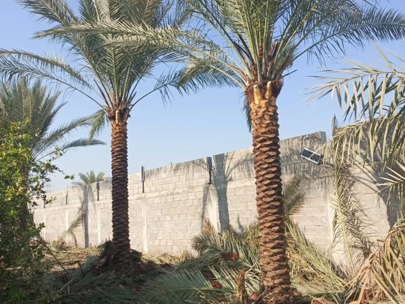 Palm Tree Trimming by Al Qaswan Landscape