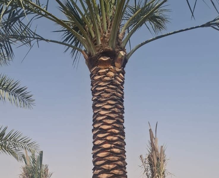 Palm Tree Diamond Cutting UAE