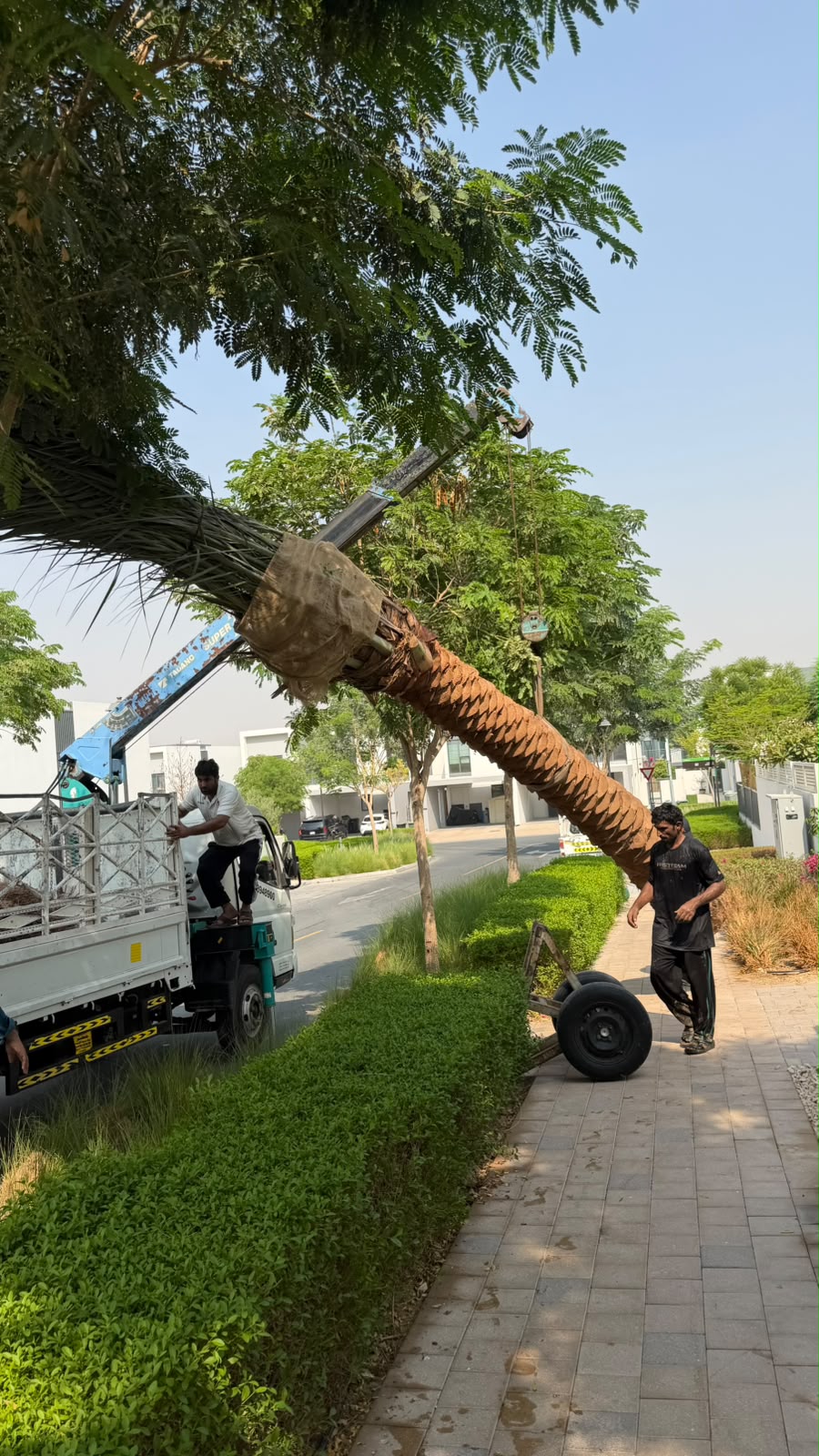 Villa garden with pool - landscaping project UAE
