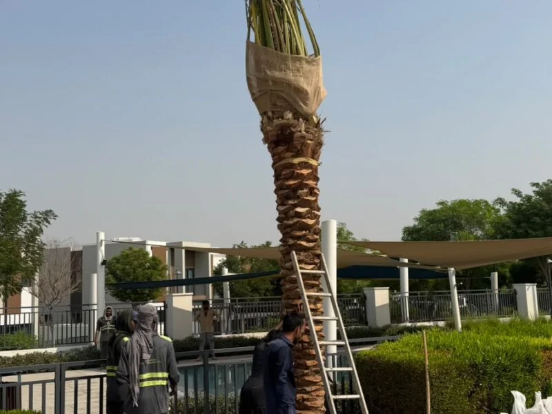 Date Palm Installation - landscaping project UAE