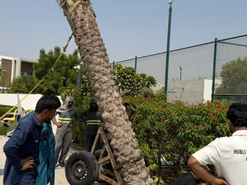Date Palm Removal & Relocation - landscaping project UAE