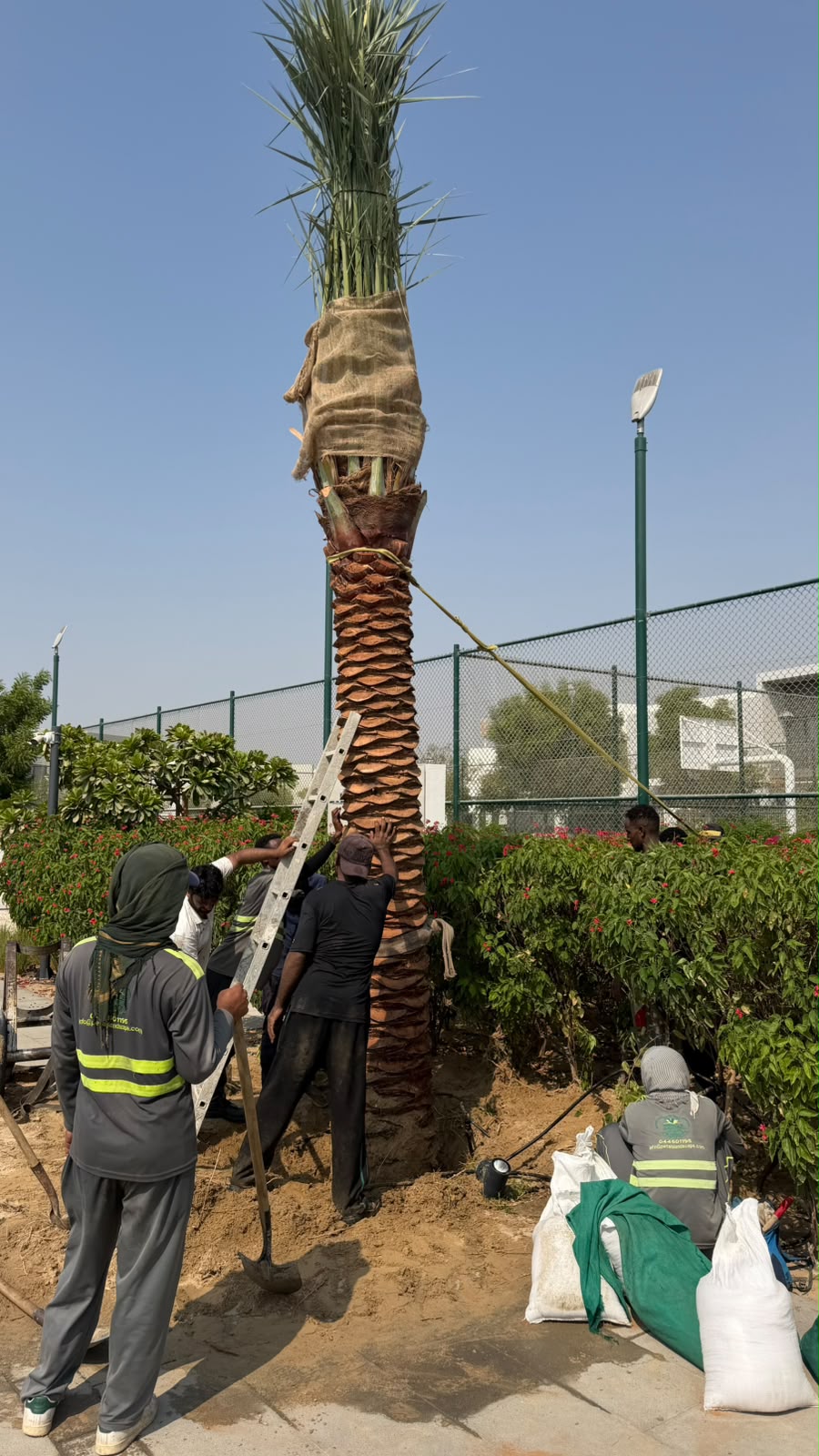 Resort beachfront palms - landscaping project UAE
